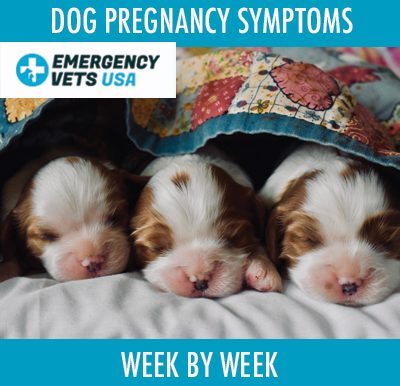 Dog Pregnancy Symptoms