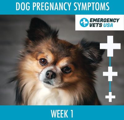 Dog Pregnancy Symptoms For Week 1