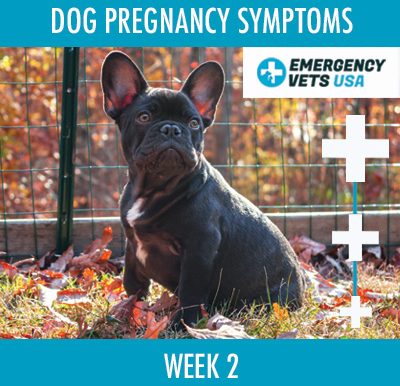 Dog Pregnancy Symptoms Week 2