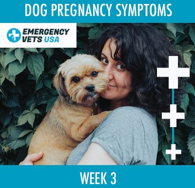 Dog Pregnancy Symptoms Week 3