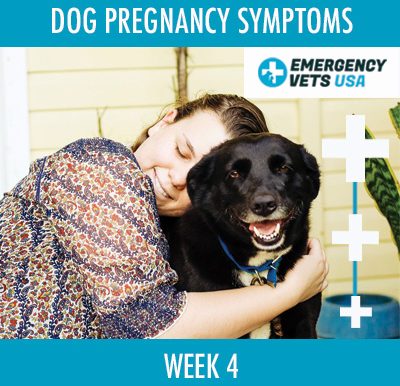 Dog Pregnancy Symptoms Week 4