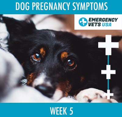 Dog Pregnancy Symptoms Week 5