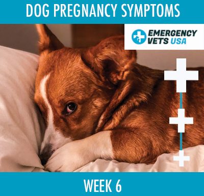 Dog Pregnancy Symptoms Week 6