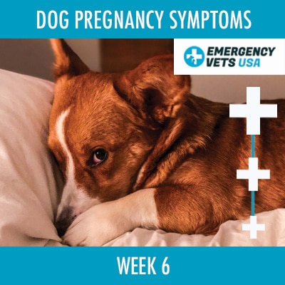 what are the symptoms of a pregnant dog