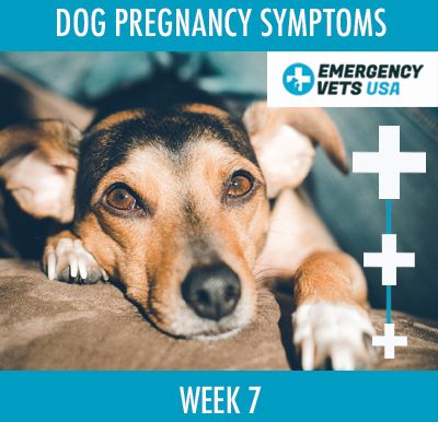 Dog Pregnancy Symptoms Week 7