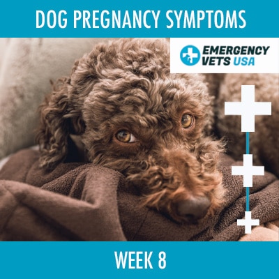 Dog Pregnancy Symptoms Week 8 And 9 | Due Date Is Finally Here