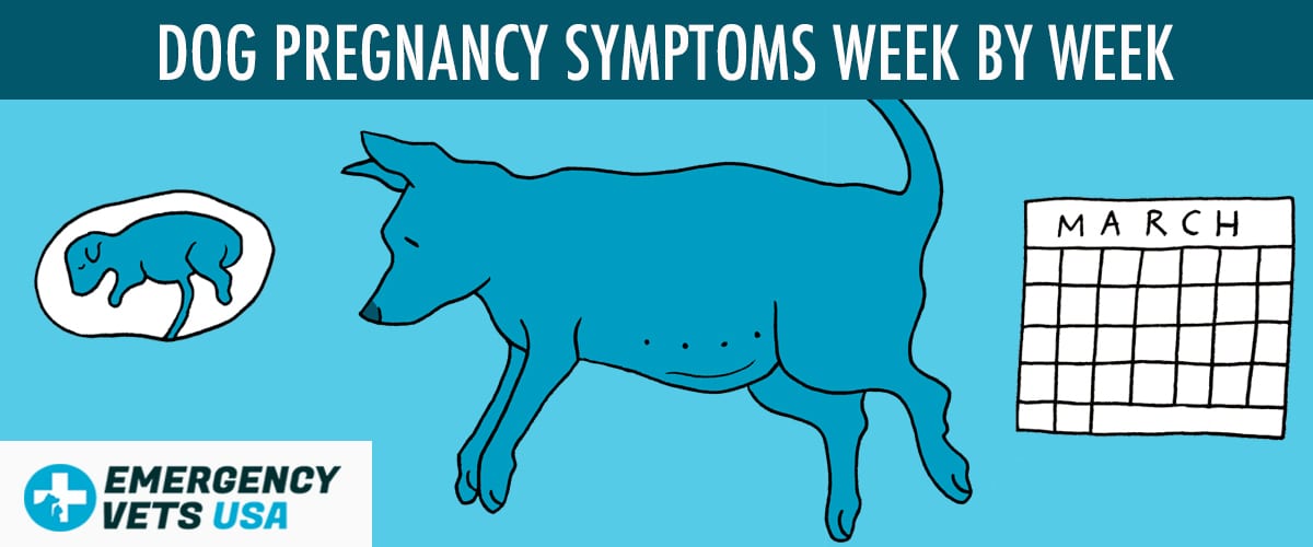 Dog Pregnancy Symptoms Week By Week