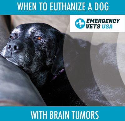 Euthanize A Dog With Brain Tumors