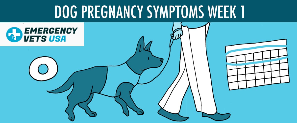 signs of dog pregnancy at 1 week