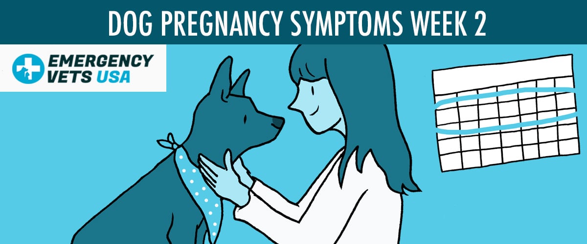 Week 2 Dog Pregnancy Symptoms