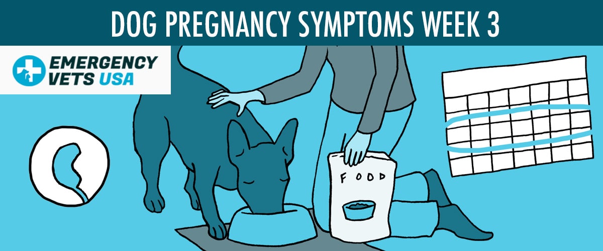 Week 3 Dog Pregnancy Symptoms