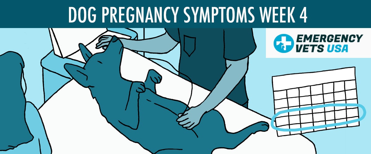 Week 4 Dog Pregnancy Symptoms