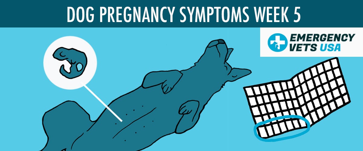 Week 5 Dog Pregnancy Symptoms