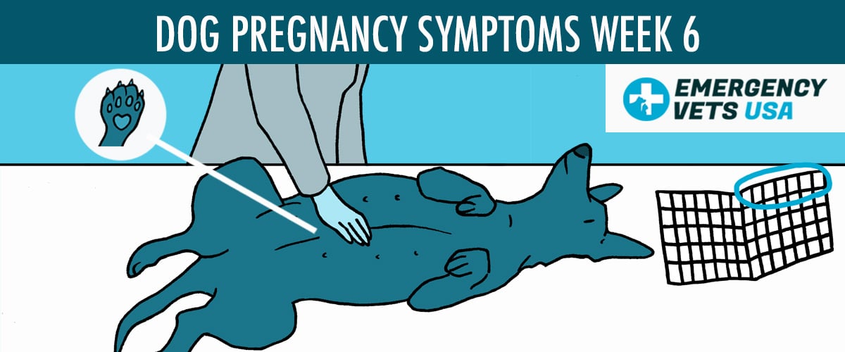 Week 6 Dog Pregnancy Symptoms