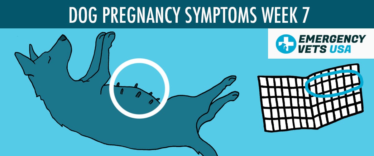 Week 7 Dog Pregnancy Symptoms