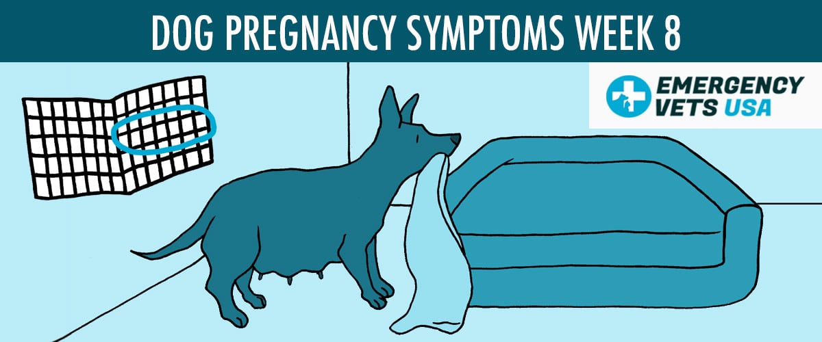 what are the symptoms of a pregnant dog