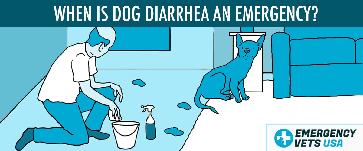 When Is Dog Diarrhea An Emergency