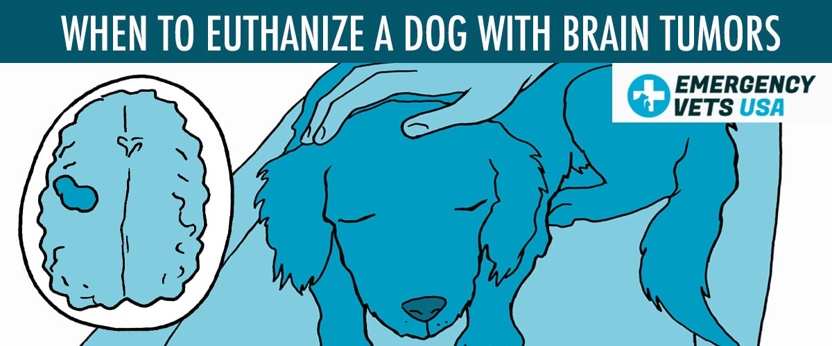 When To Euthanize A Dog With Brain Tumors