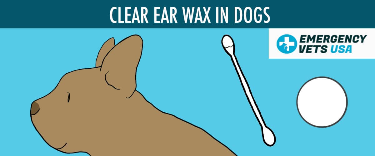 Clear Ear Wax Color In Dogs