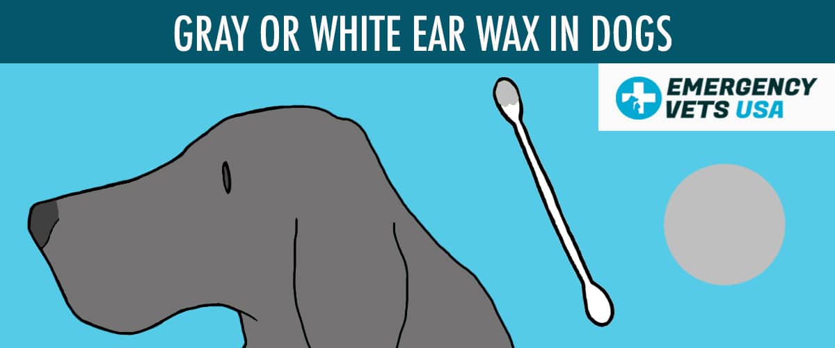 Gray Or White Ear Wax Color In Dogs
