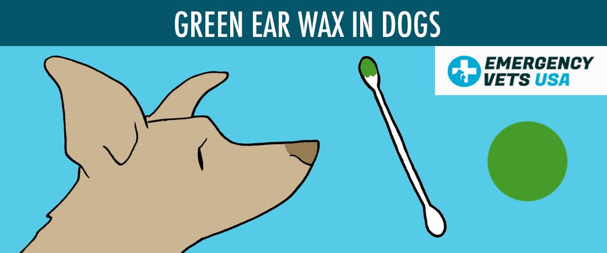 Green Ear Wax Color In Dogs