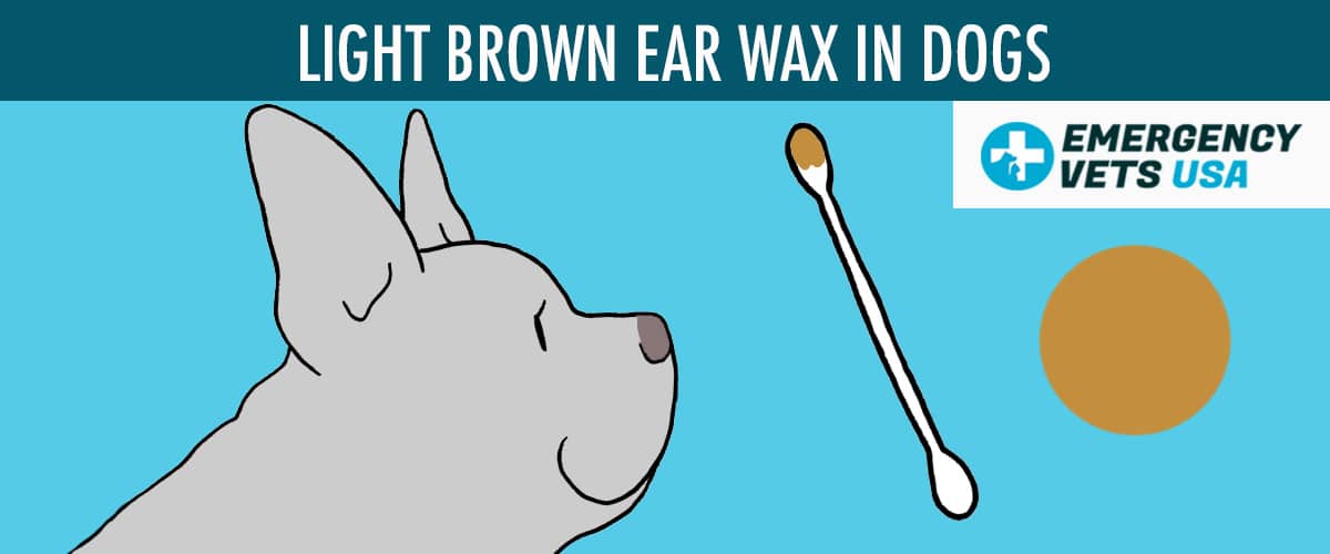Light Brown Ear Wax Color In Dogs
