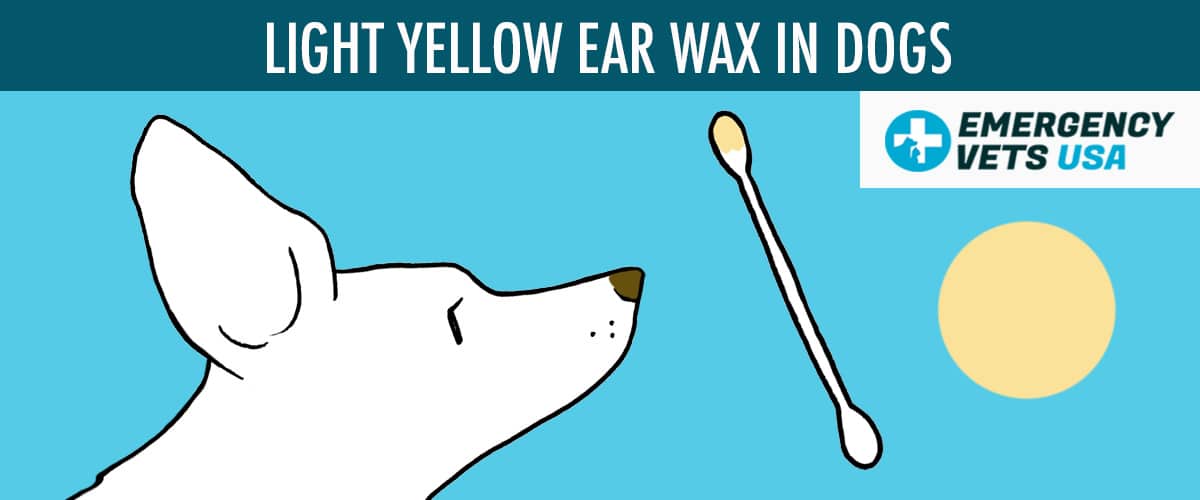 Light Yellow Ear Wax Color In Dogs