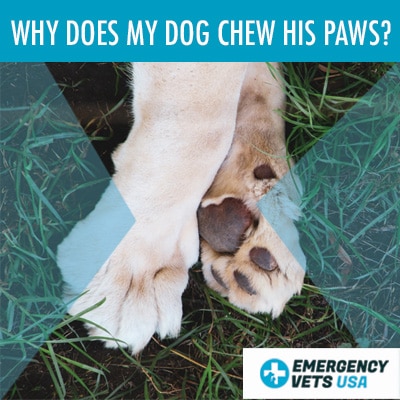 Why Does My Dog Chew His Paws?