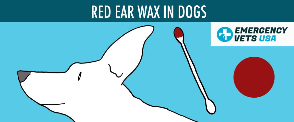 Red Ear Wax Color In Dogs