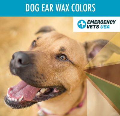 What Does Dog Ear Wax Colors Mean