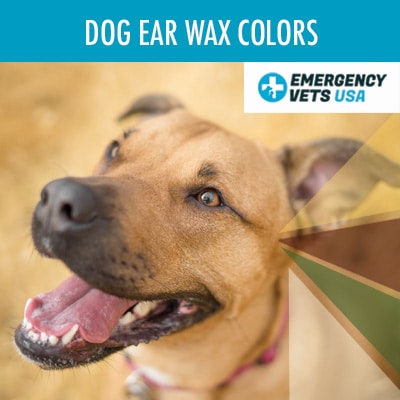 what colour should dog ear wax be