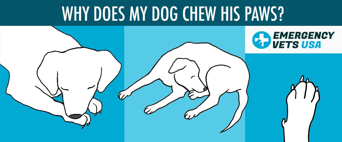 why-does-my-dog-chew-his-paws