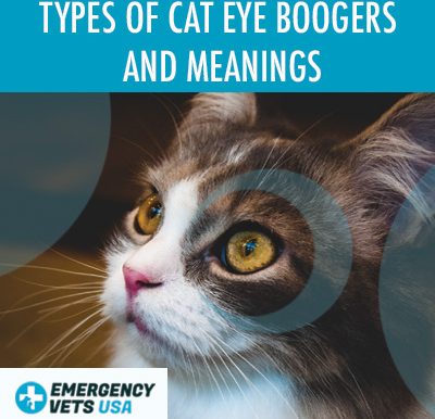 Cat Eye Boogers And Their Meanings - Colors