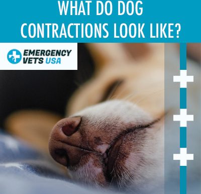 Dog Contractions And What They Look Like