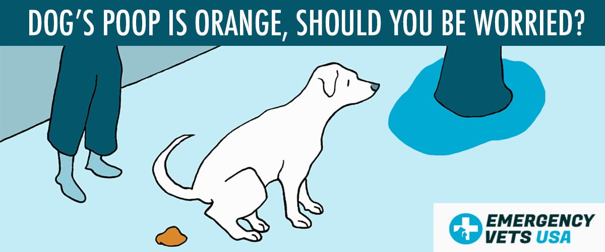 Dogs Poop Is Orange