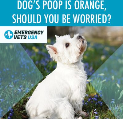 Orange Poop In Dogs