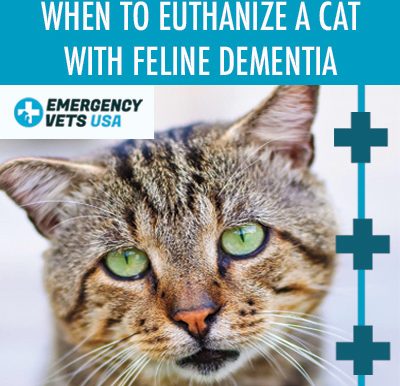 Put Down A Cat With Feline Dementia