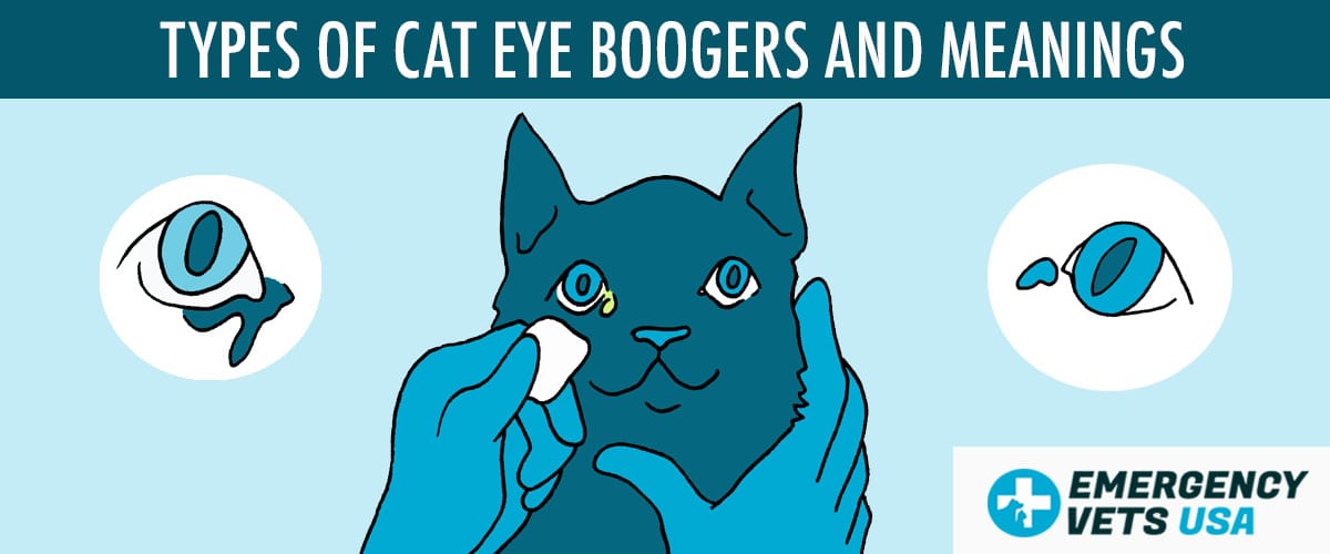 Cat Eye Boogers & Colors | What Do The Different Colors Mean?