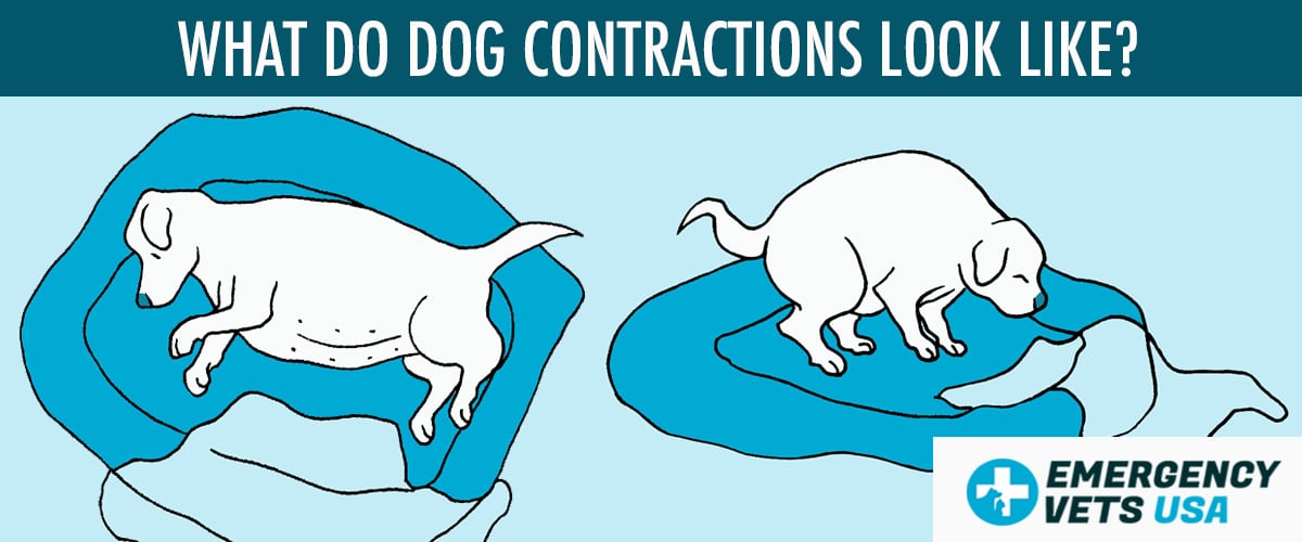 What Do Dog Contractions Look Like