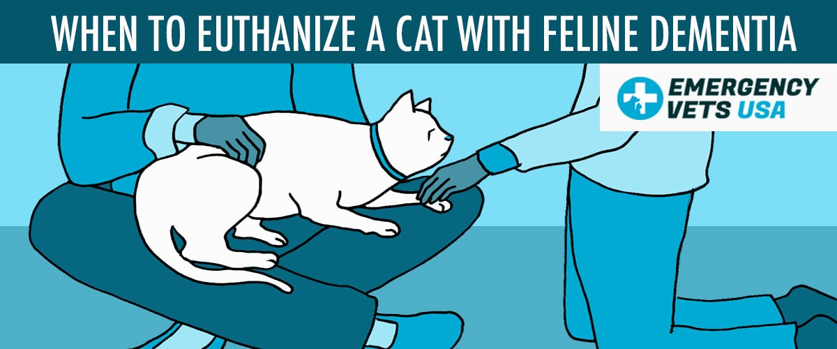 When To Euthanize A Cat With Feline Dementia