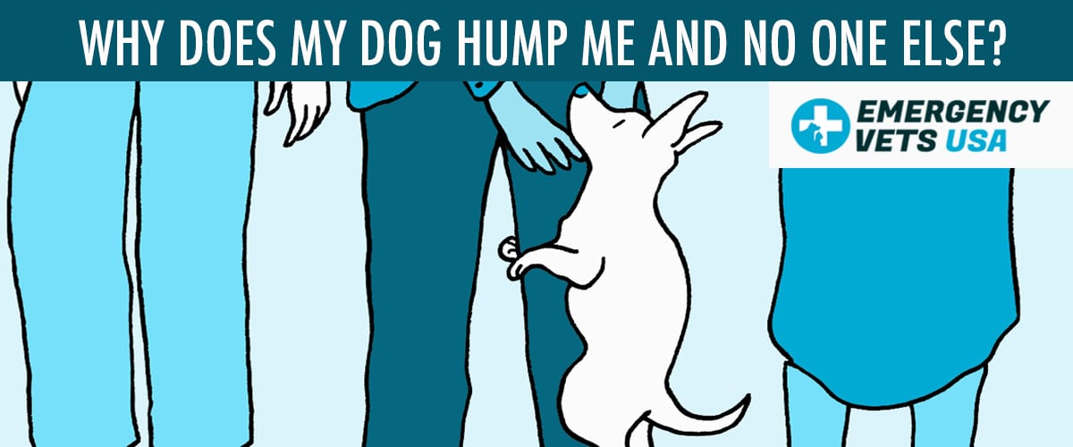 why do dogs want to hump me