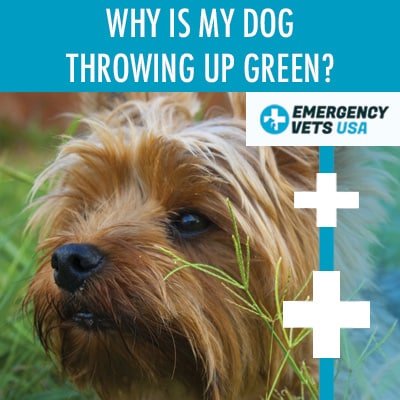 what does it mean if my dog puking green