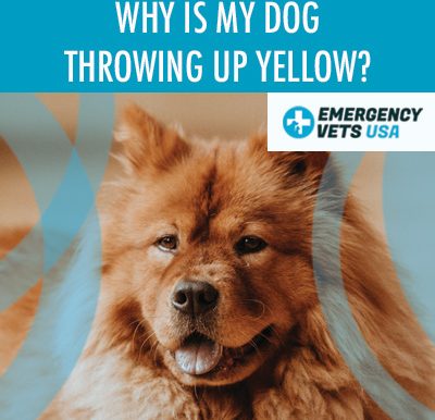 Dog Throwing Up Yellow Color