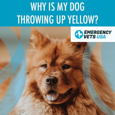 Dog Throwing Up Yellow Color 