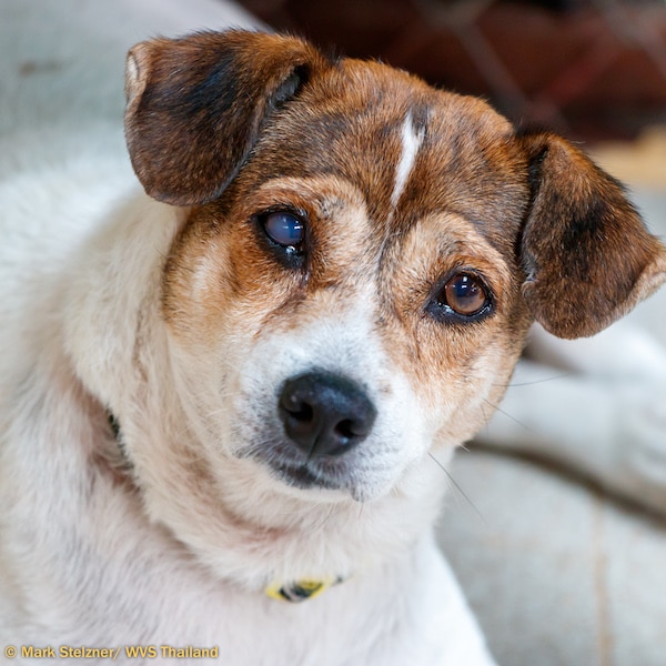 Dog With Cataract In Left Eye