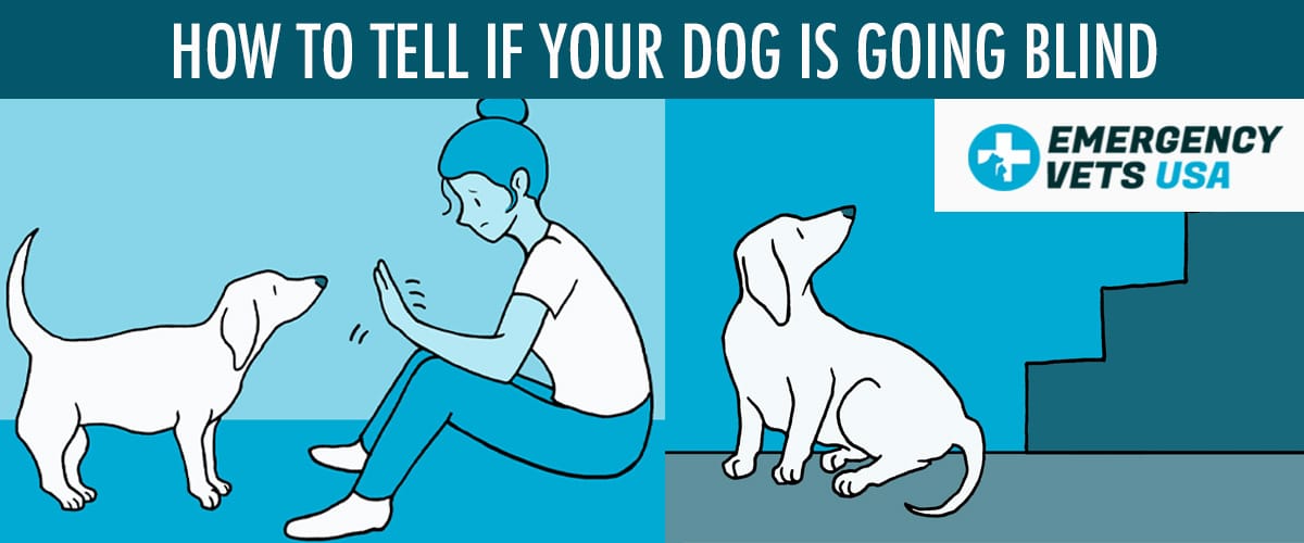 what causes a dog to go blind