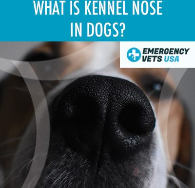 Kennel Nose In Dogs