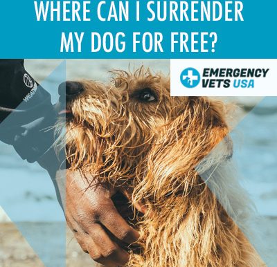 Surrender My Dog For Free