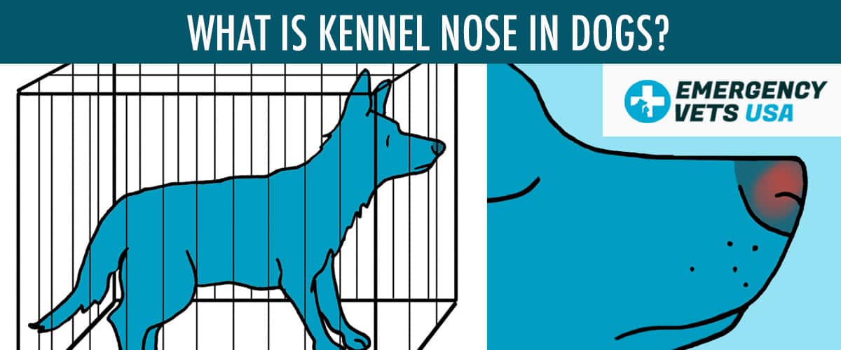 What Is Kennel Nose In Dogs