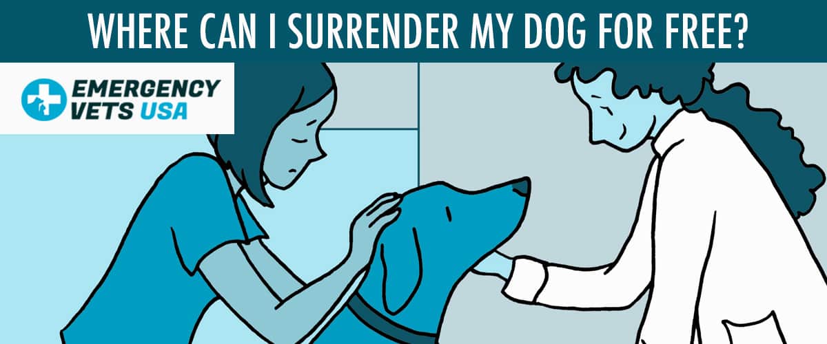 Where To Surrender A Dog For Free Near Me